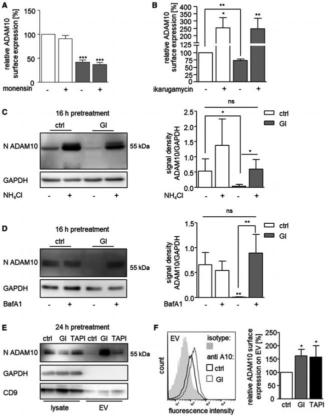 CD9 Antibody in Western Blot (WB)