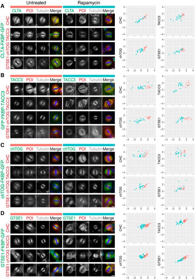 CKAP5 Antibody in Immunocytochemistry (ICC/IF)