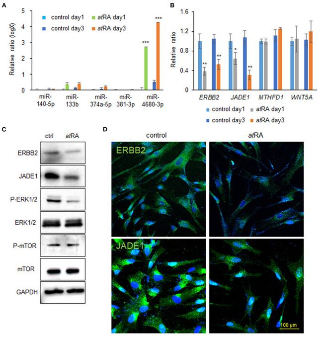 ErbB2 (HER-2) Antibody in Western Blot, Immunocytochemistry (WB, ICC/IF)