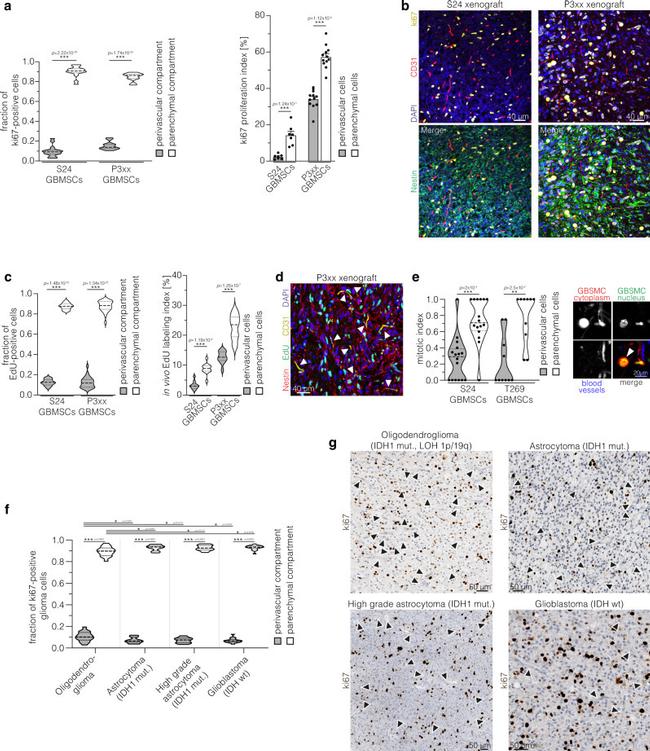 CD31 Antibody in Immunohistochemistry (IHC)