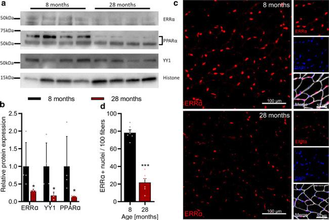 PPAR alpha Antibody in Western Blot (WB)