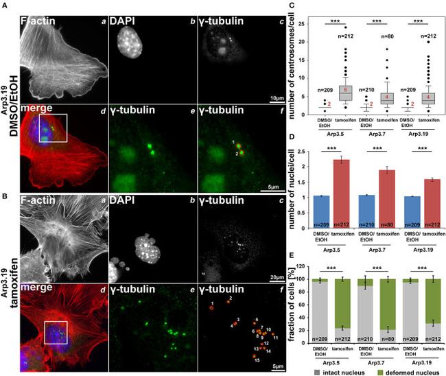 gamma Tubulin Antibody in Immunocytochemistry (ICC/IF)