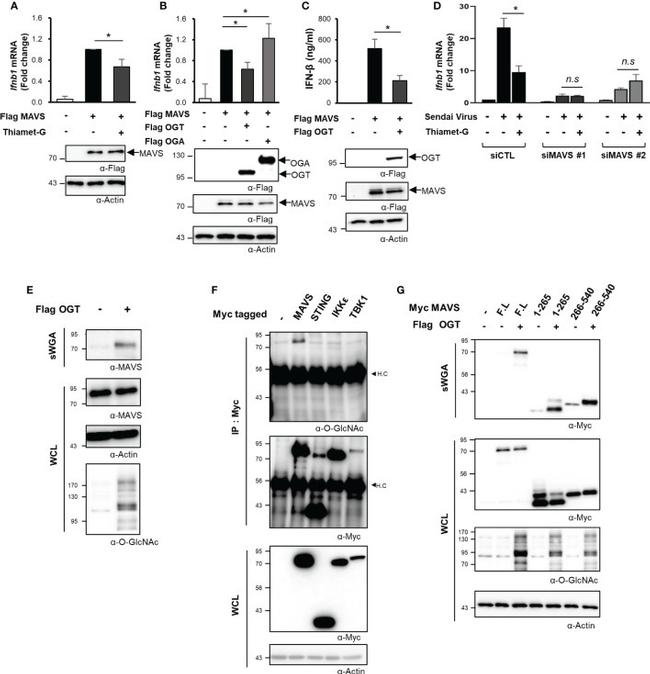 O-linked N-acetylglucosamine (O-GlcNAc) Antibody in Western Blot (WB)