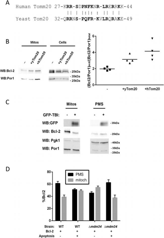 Porin Antibody in Western Blot (WB)