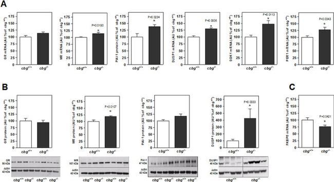 PAI1 Antibody in Western Blot (WB)