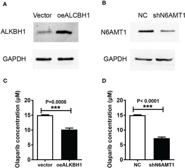 N6AMT1 Antibody in Western Blot (WB)