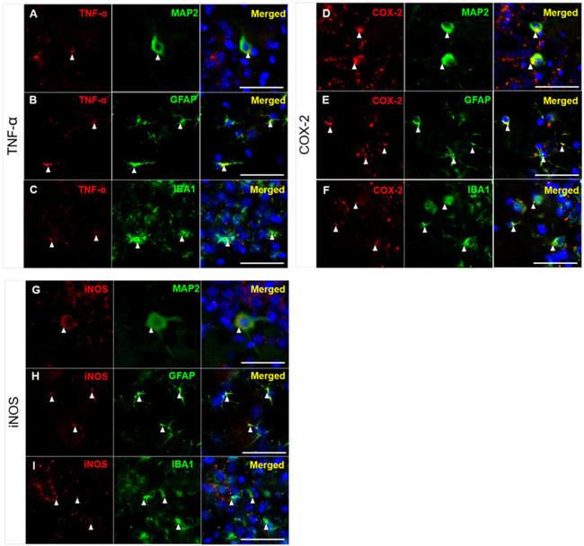 iNOS Antibody in Immunohistochemistry (PFA fixed) (IHC (PFA))