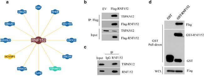 TSPAN12 Antibody in Western Blot (WB)