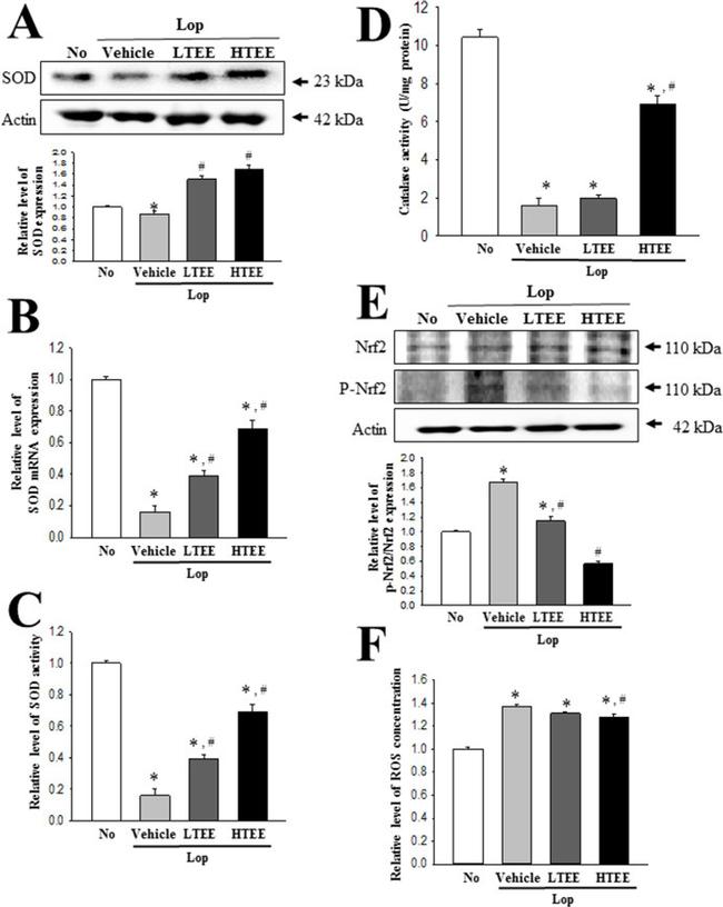 Phospho-Nrf2 (Ser40) Antibody in Western Blot (WB)