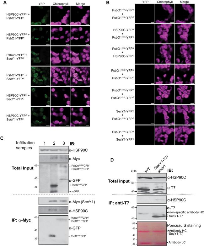 c-Myc Antibody in Western Blot, Immunoprecipitation (WB, IP)