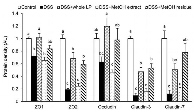 Claudin 7 Antibody in Western Blot (WB)