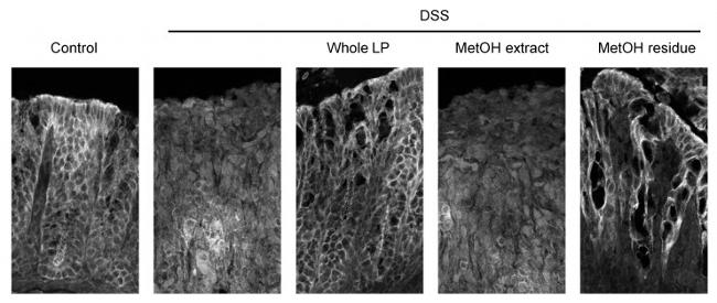 Claudin 3 Antibody in Immunohistochemistry (IHC)