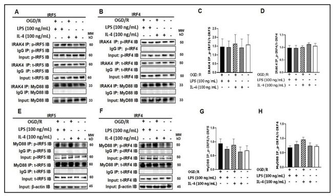 Phospho-IRF5 (Ser437) Antibody in Western Blot (WB)