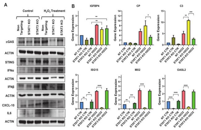 IFN alpha Antibody in Western Blot (WB)