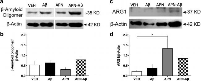 Arginase 1 Antibody in Western Blot (WB)