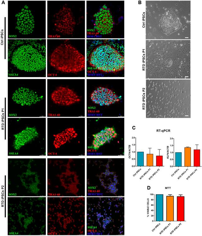 SSEA4 Antibody in Immunocytochemistry (ICC/IF)