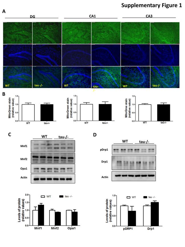 OPA1 Antibody in Western Blot (WB)