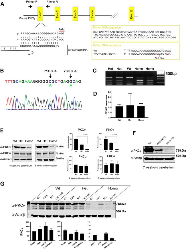 PKC alpha Antibody in Western Blot (WB)