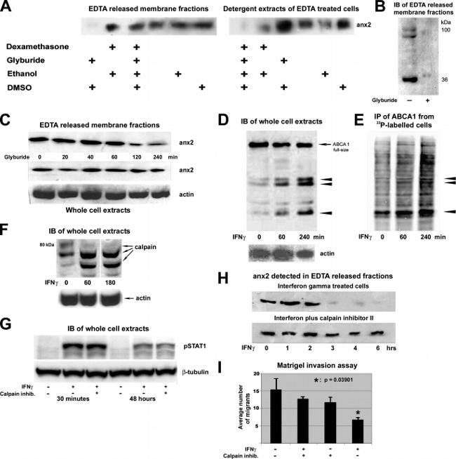 Annexin A2 Antibody in Western Blot (WB)