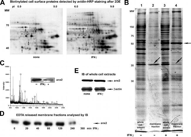 Annexin A2 Antibody in Western Blot (WB)