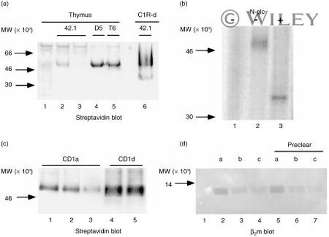 CD1d Antibody in Immunoprecipitation (IP)