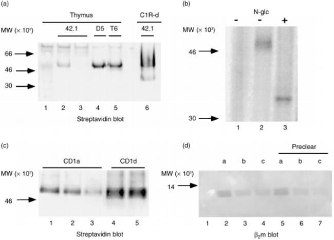 CD1d Antibody in Western Blot (WB)