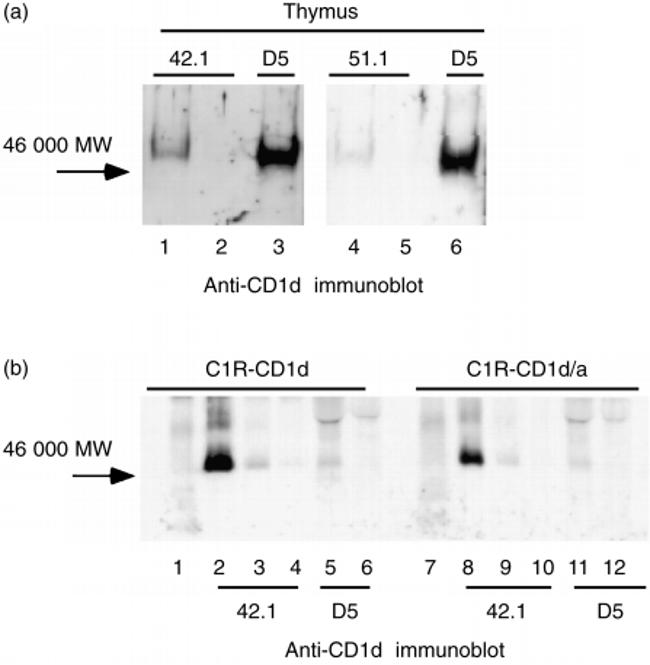 CD1d Antibody in Western Blot (WB)