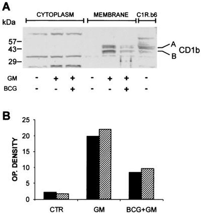 CD1b Antibody in Western Blot (WB)