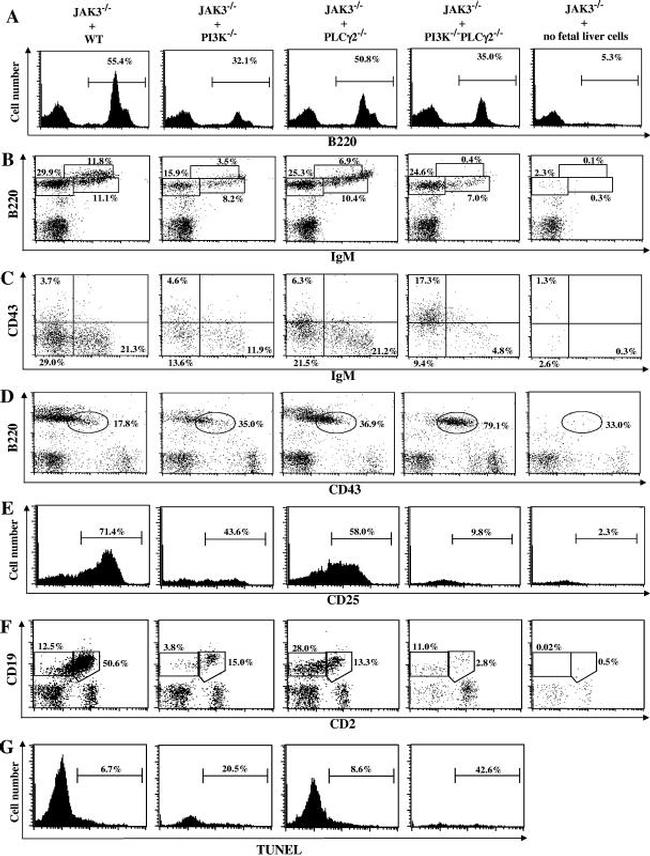 CD2 Antibody in Flow Cytometry (Flow)