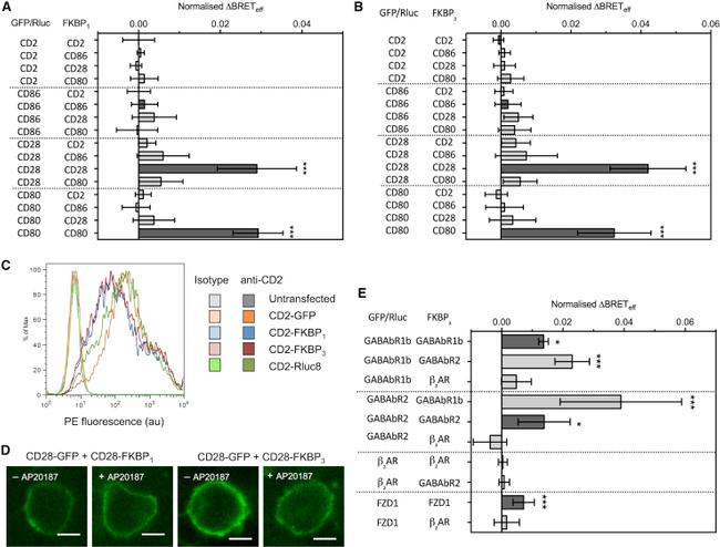 CD2 Antibody in Flow Cytometry (Flow)