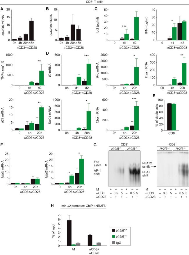 CD3e Antibody in Flow Cytometry (Flow)