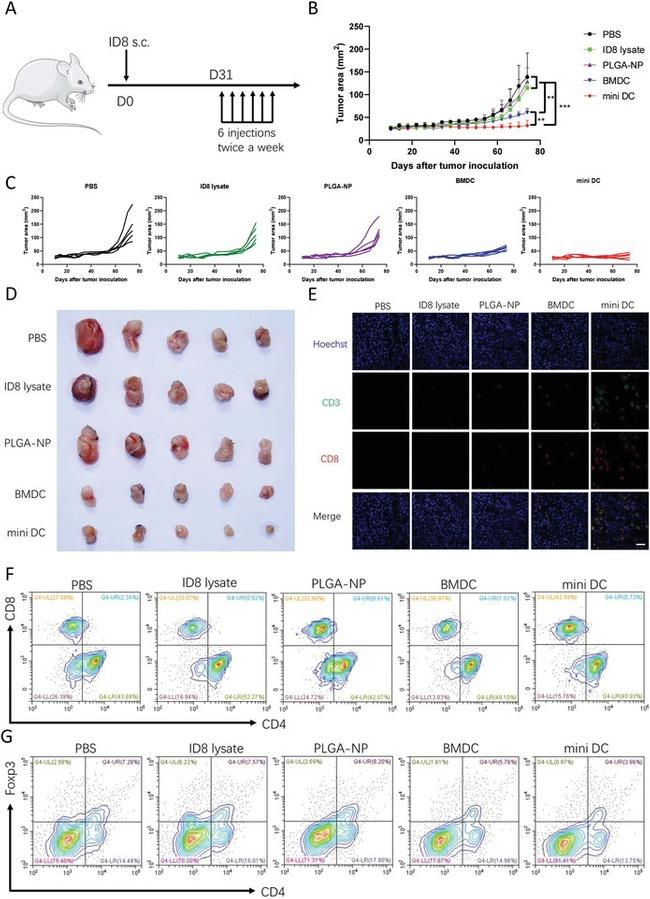 CD3e Antibody in Flow Cytometry (Flow)