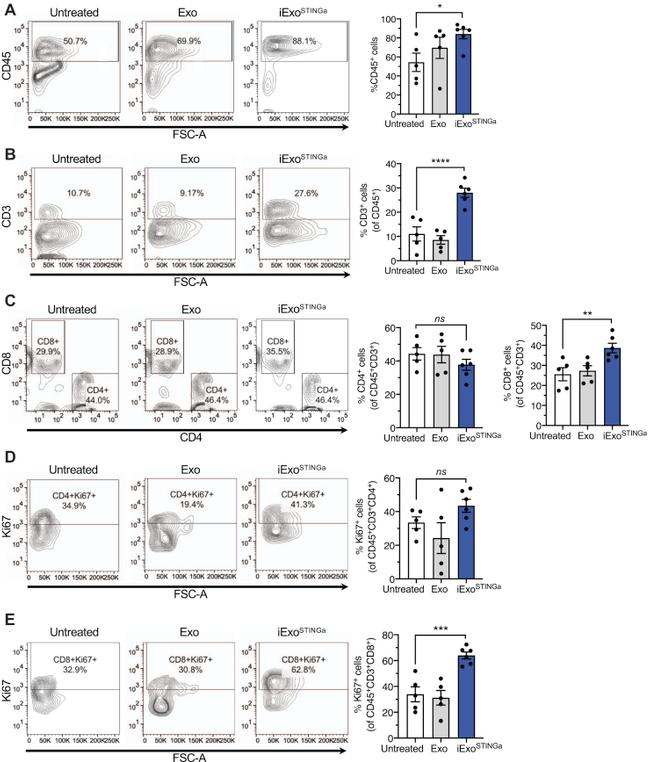 CD3e Antibody in Flow Cytometry (Flow)