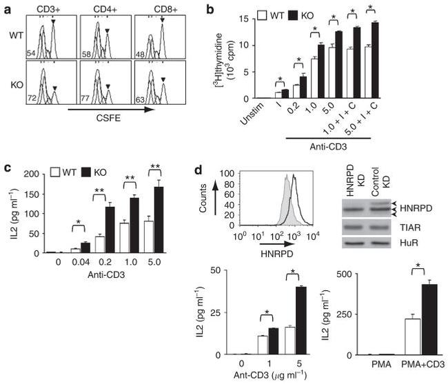 CD3 Antibody in Flow Cytometry (Flow)