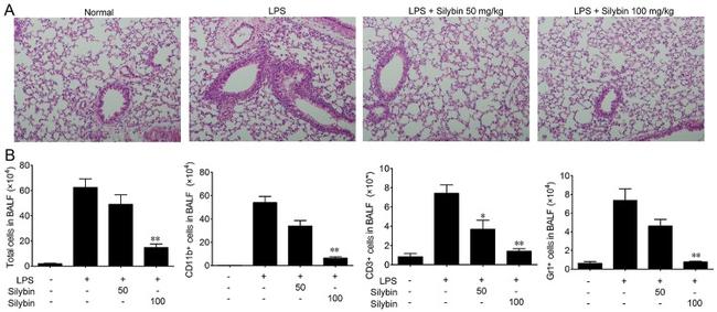 Ly-6G/Ly-6C Antibody in Flow Cytometry (Flow)