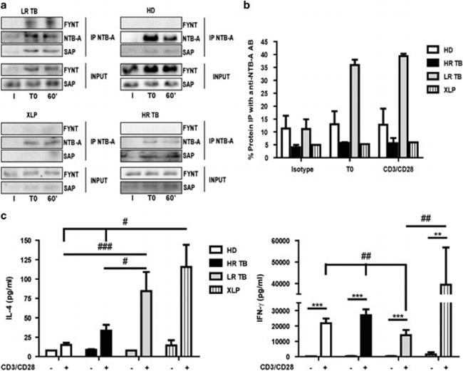 SAP (SLAM-Associated Protein) Antibody in Western Blot (WB)