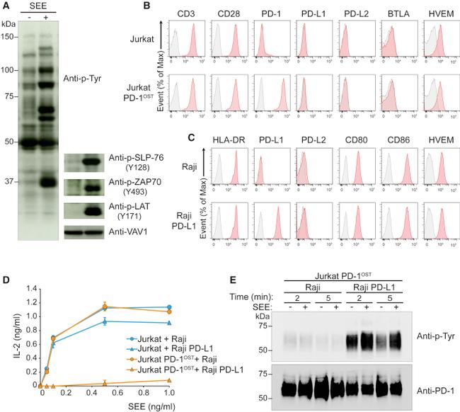 HLA-DR Antibody in Flow Cytometry (Flow)