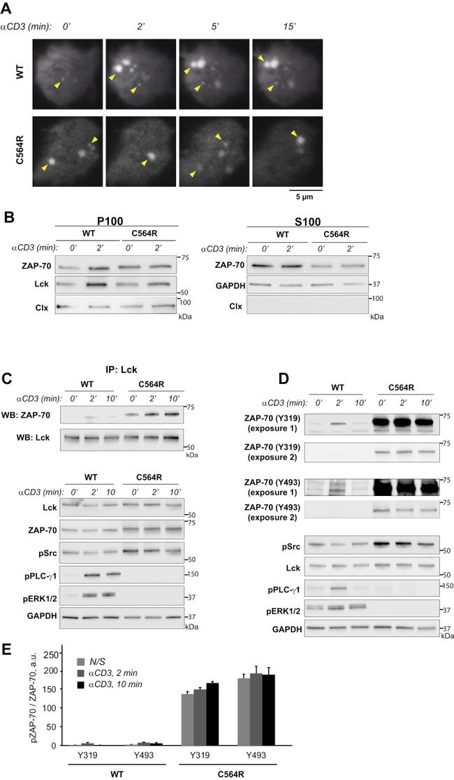 CD3 Antibody in Functional Assay (FN)