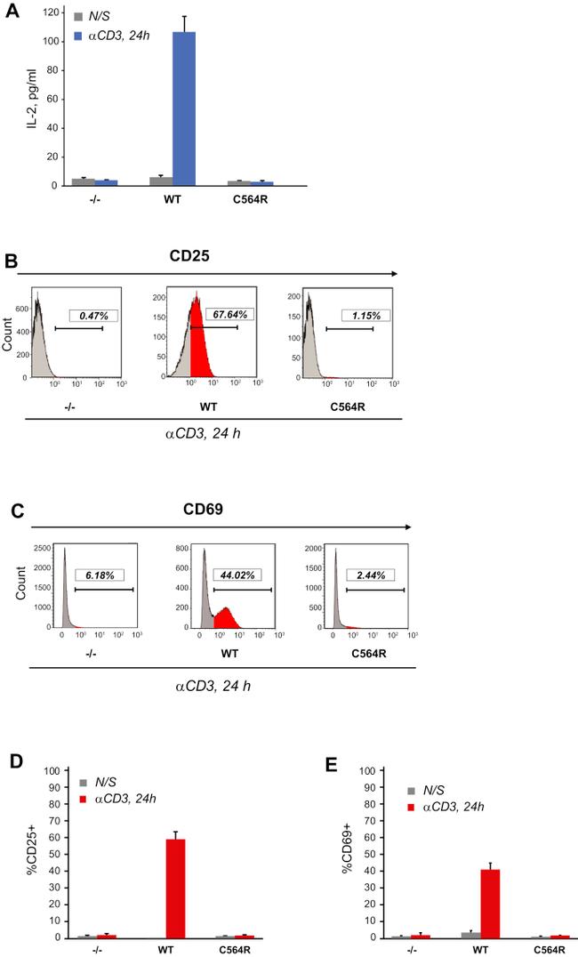 CD69 Antibody in Flow Cytometry (Flow)