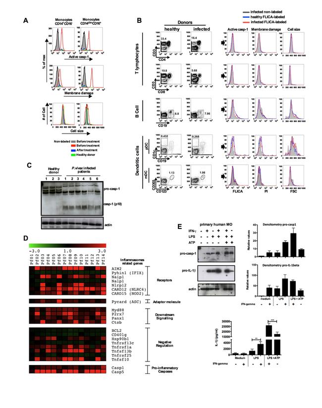 CD1c Antibody in Flow Cytometry (Flow)