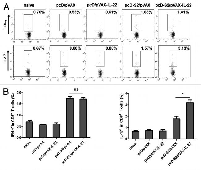 IL-17A Antibody in Flow Cytometry (Flow)