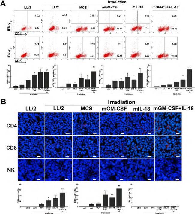 CD4 Antibody in Immunocytochemistry, Flow Cytometry (ICC/IF, Flow)