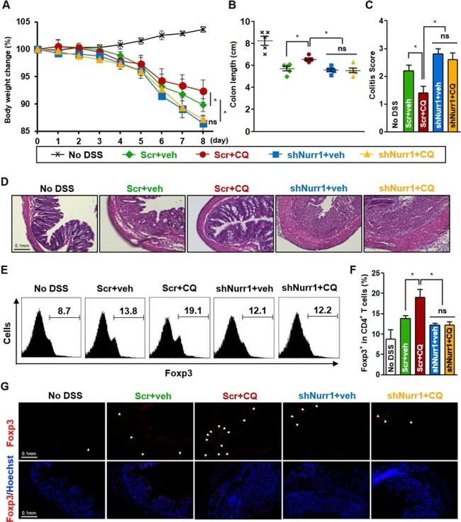 CD4 Antibody in Flow Cytometry (Flow)