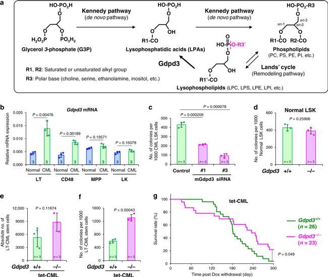 CD4 Antibody in Flow Cytometry (Flow)