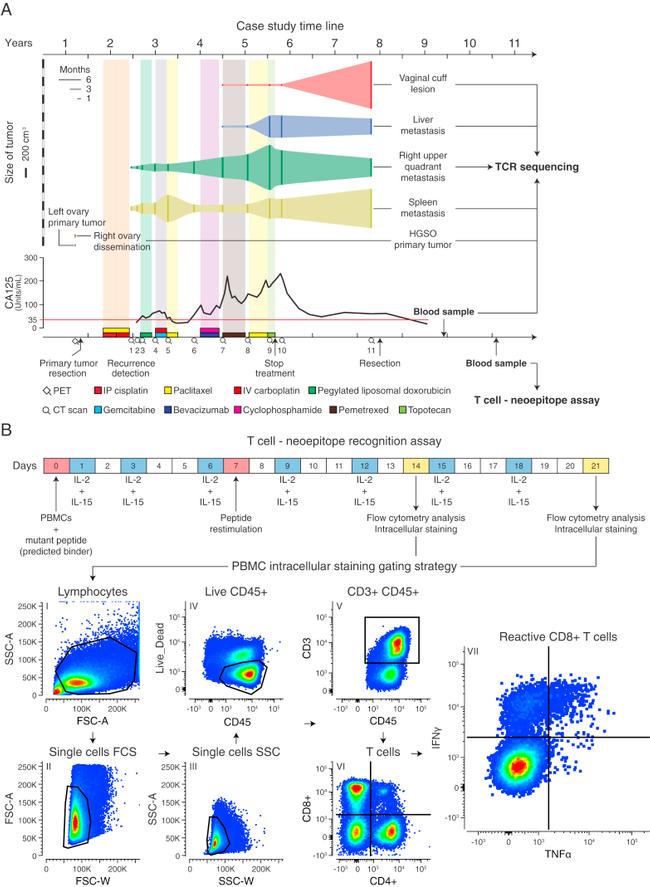 CD4 Antibody in Flow Cytometry (Flow)