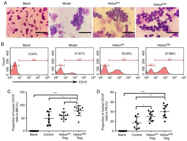 CD19 Antibody in Flow Cytometry (Flow)