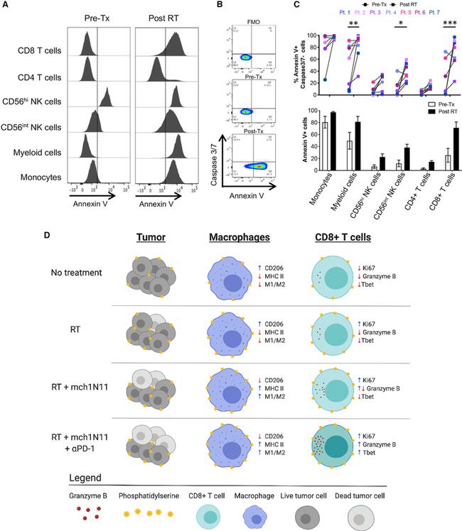 T-bet Antibody in Flow Cytometry (Flow)