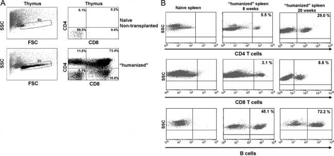 CD8a Antibody in Flow Cytometry (Flow)