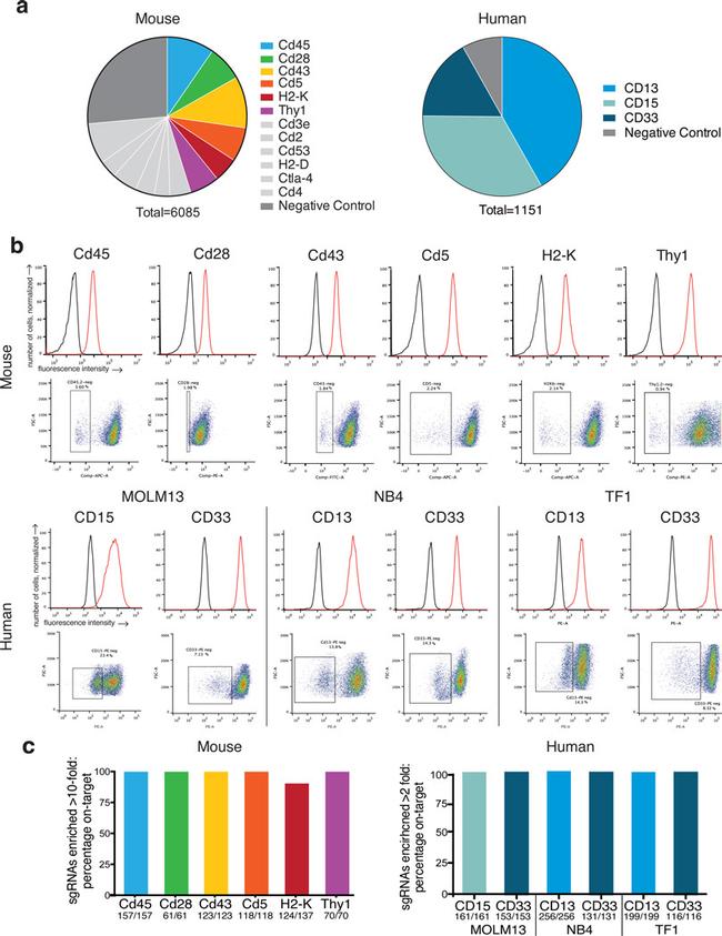 CD5 Antibody in Flow Cytometry (Flow)