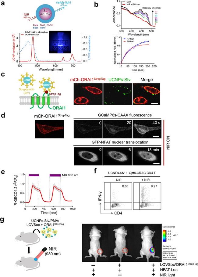 CD4 Antibody in Flow Cytometry (Flow)